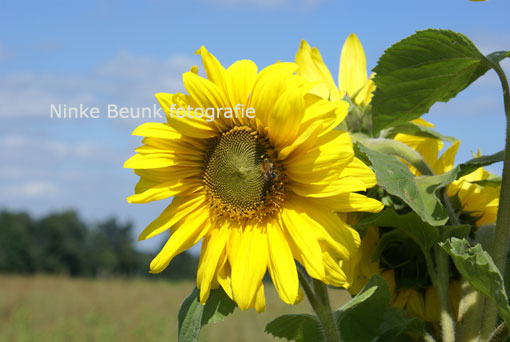 zonnebloem
